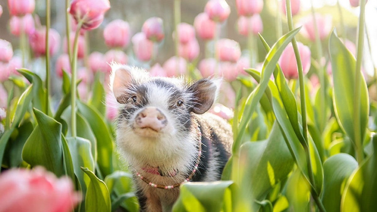 Замість котів: чарівні фото з рожевим поросятком у тюльпанах - фото 1