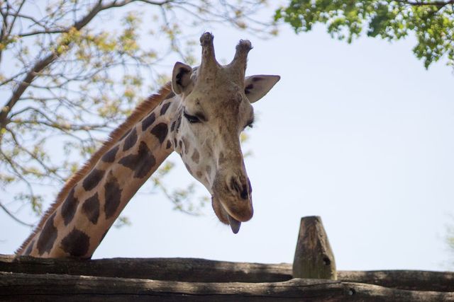 Фотограф зняв на камеру зоопарк у Будапешті - фото 244727