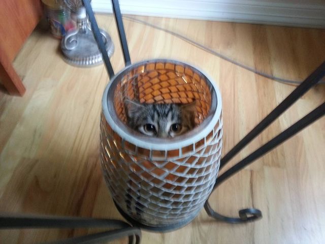 Коти, яких ви не очікували побачити: епічні фото - фото 249284