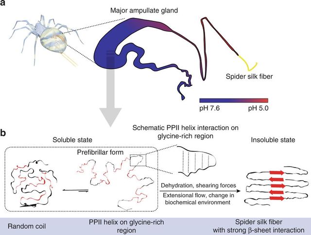 Учені з'ясували, що робить павутину такою міцною - фото 251494