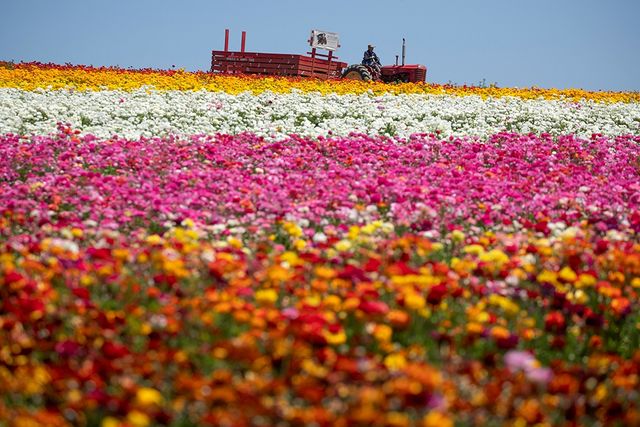 Квіткові поля в курортному містечку у Каліфорнії - фото 244799