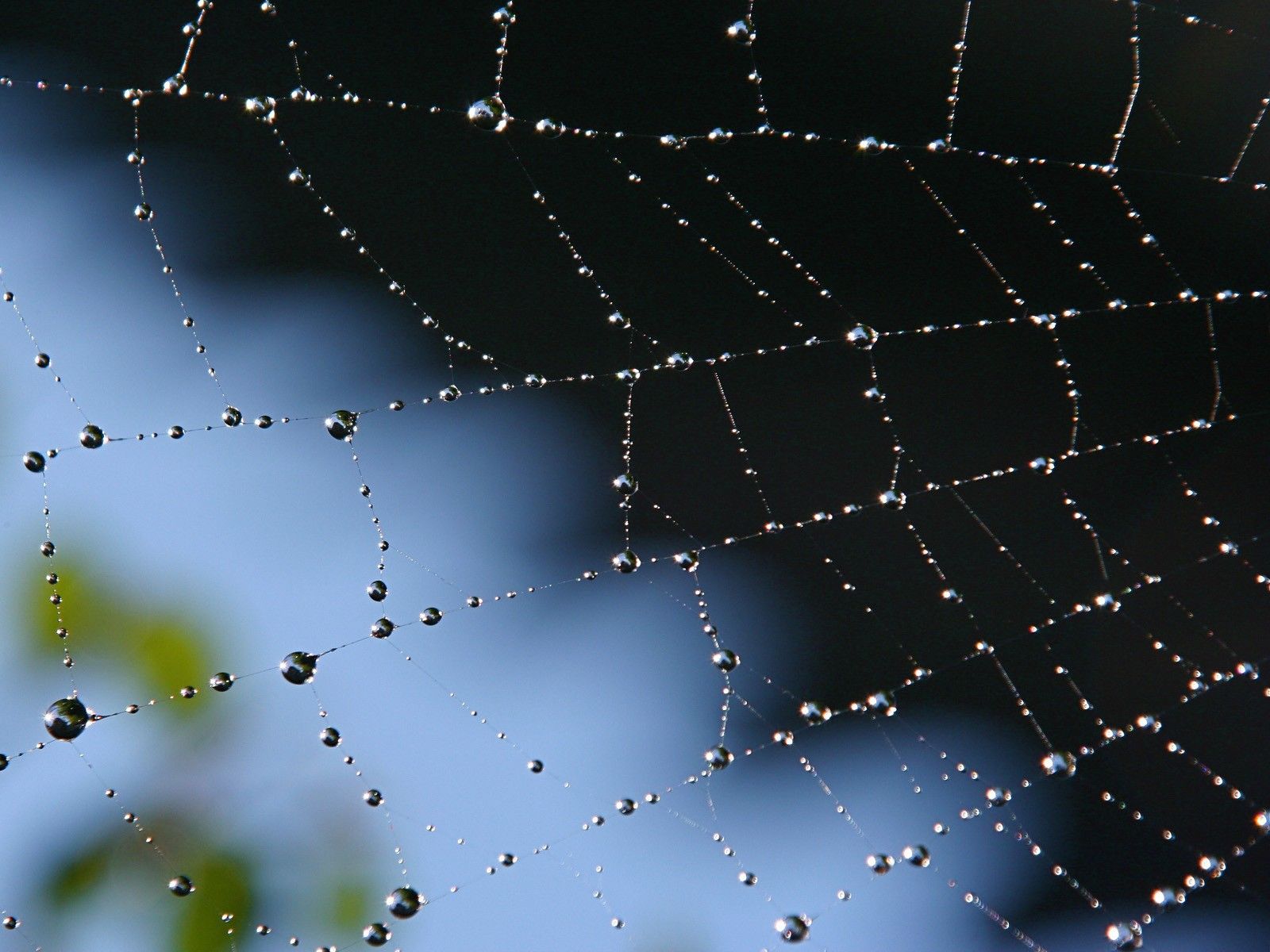 Учені з'ясували, що робить павутину такою міцною