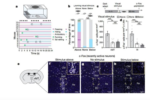 Учені знайшли 'вимикач' страху в гризунів - фото 245003