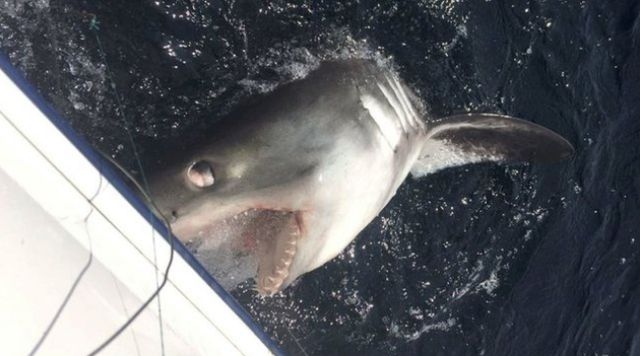 Рибалка показав моторошну сутичку зі стокілограмовою акулою- фото 248999