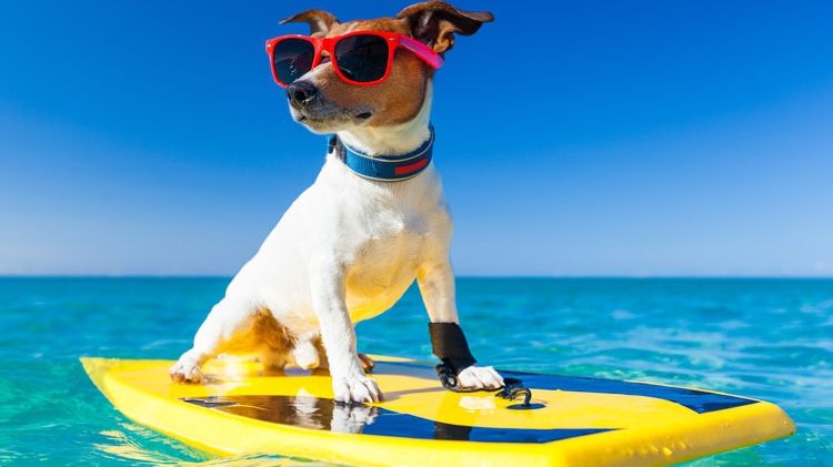 Друзі наші менші виявилися вправними спортсменами - фото 1