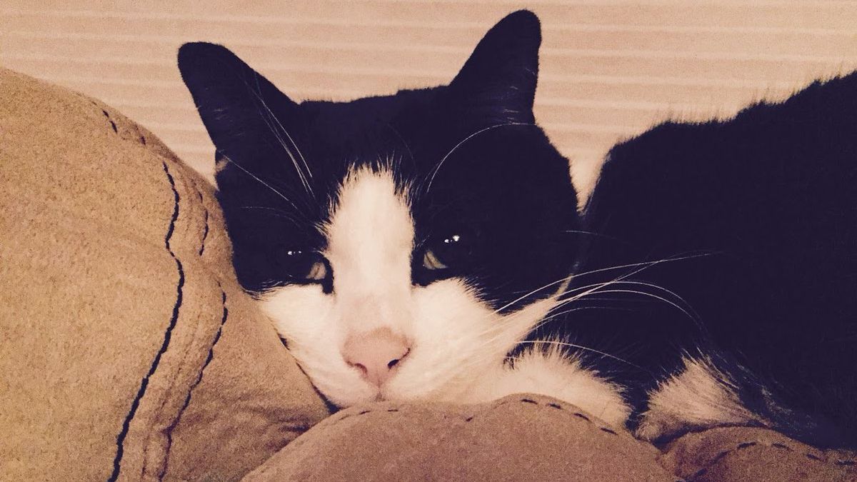 Кіт, який все життя мовчав, врятував господарів своїм нявчанням