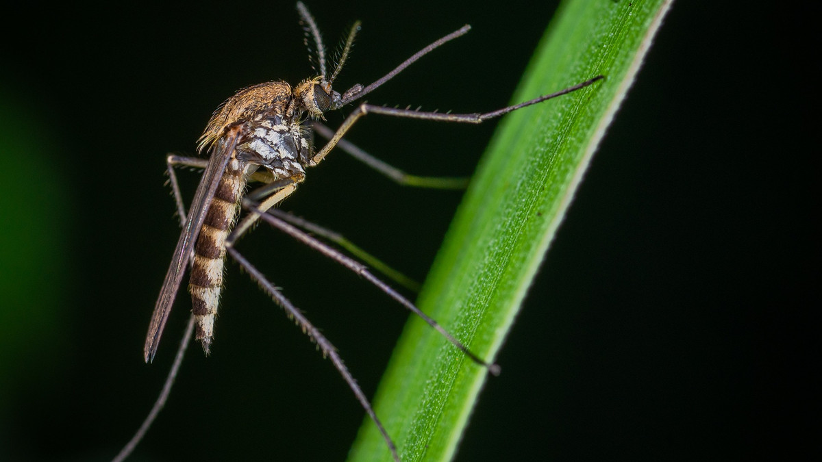 Білл Гейтс вклав мільйони доларів на створення комарів-убивць - фото 1