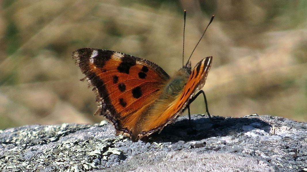Київ заполонили метелики, і ось чому