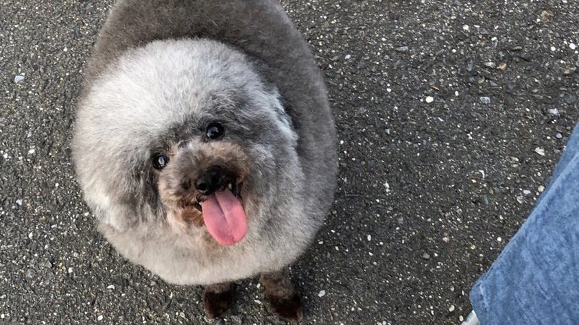 Собака-куля підкорив інтернет: кумедні фото