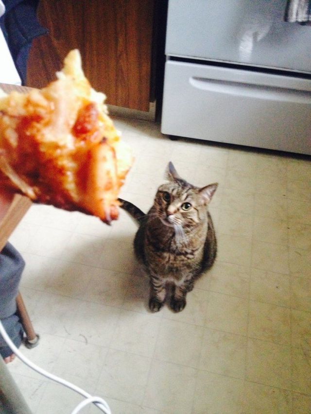 Цей погляд: тварини і їжа, від яких важко втримати сміх - фото 259195