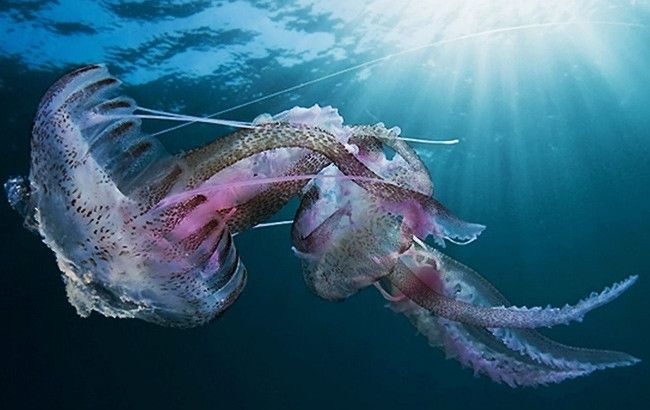 Азовське узбережжя атакували гігантські медузи: відеофакт