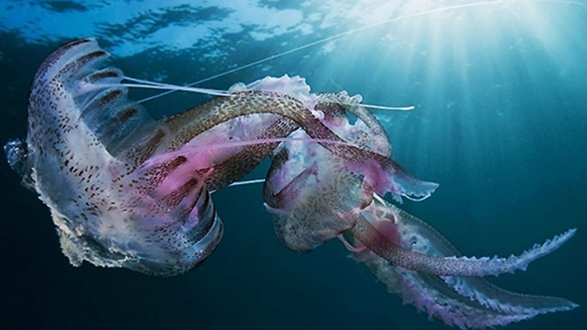 Азовське узбережжя атакували гігантські медузи: відеофакт - фото 1