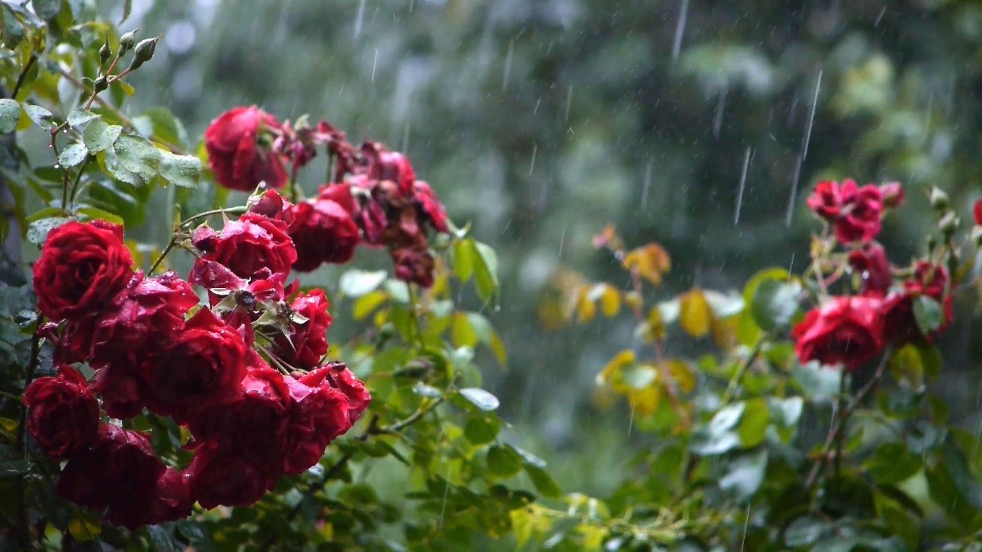 На річці Прут (Чернiвцi) очiкується проходження максимального рiвня паводку - фото 1