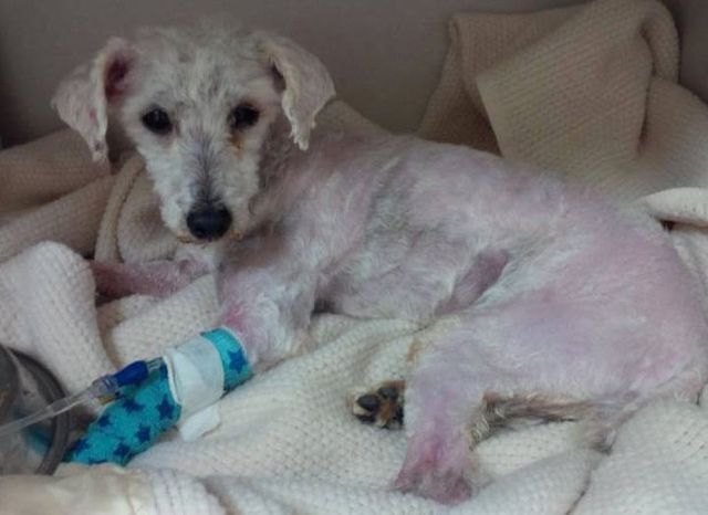 Цього песика не впізнати! Приклад того, на що здатні любов і турбота- фото 257444