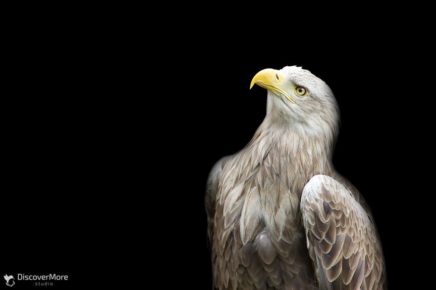 Хижі погляди: польський фотограф робить неймовірні портрети птахів