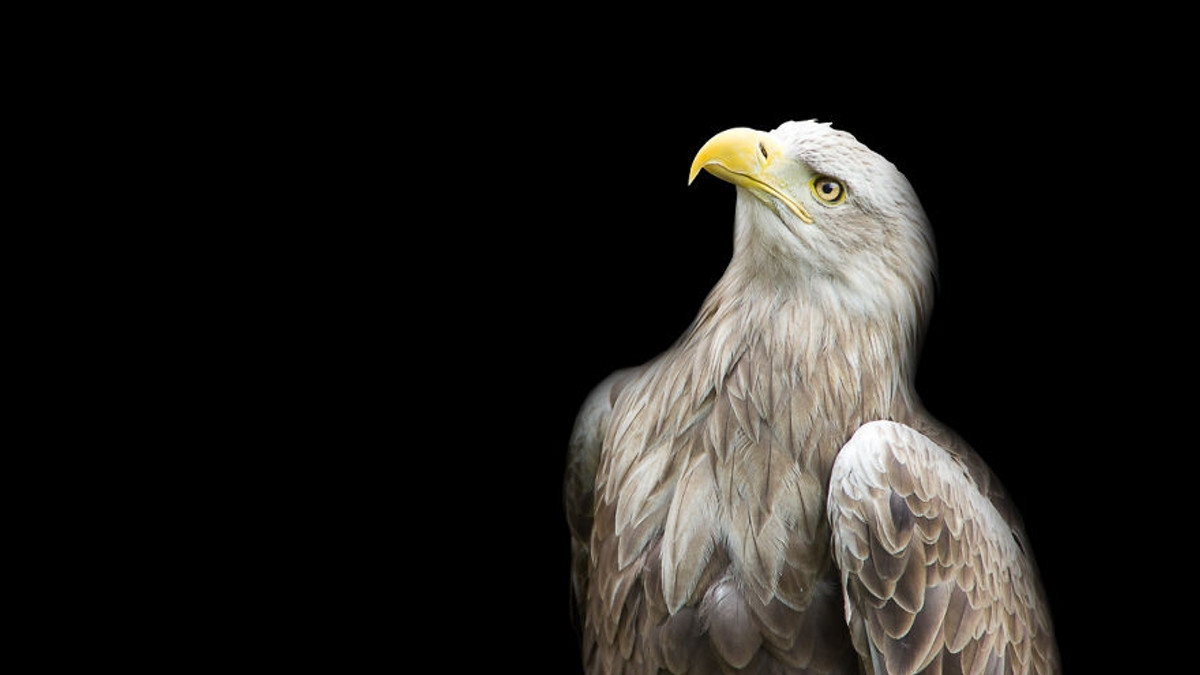 Хижі погляди: польський фотограф робить неймовірні портрети птахів - фото 1
