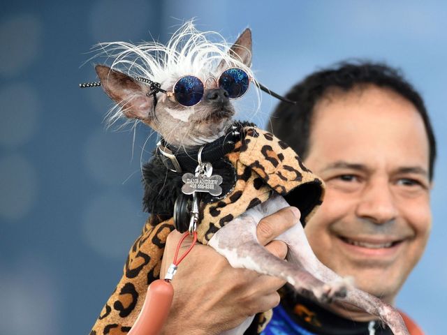 Чорної китайська чубата такса - фото 257980