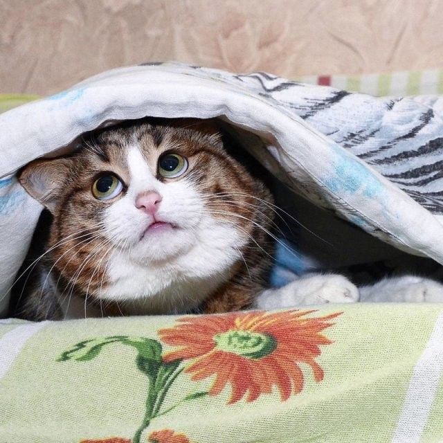 Кіт з людськими емоціями підкорює мережу- фото 257262