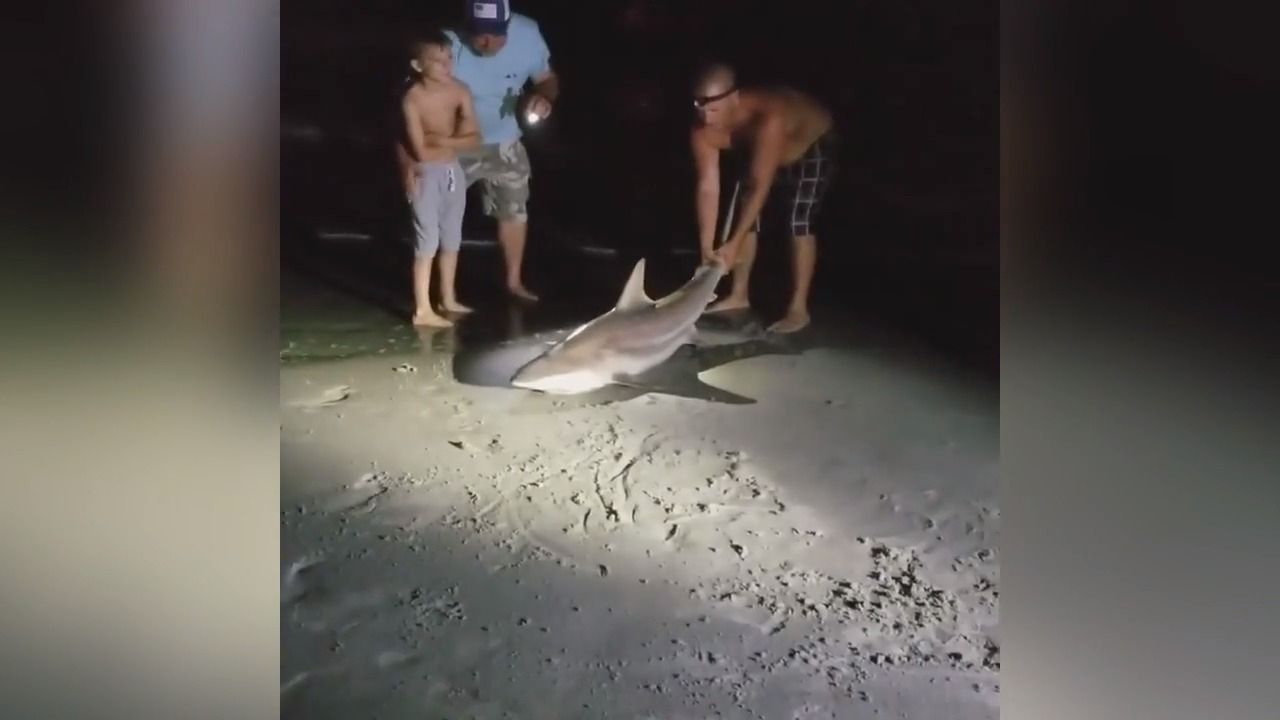 У США чоловік відтягнув за хвіст живу акулу