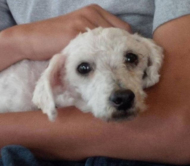 Цього песика не впізнати! Приклад того, на що здатні любов і турбота- фото 257443