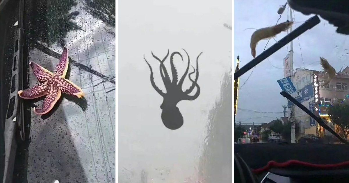 У Китаї з неба посипались морські тварини - фото 1