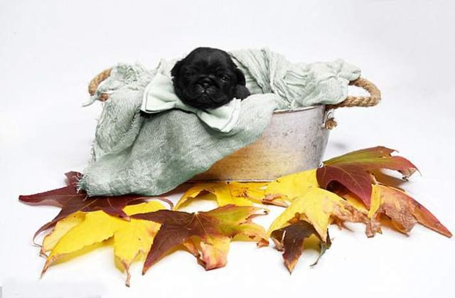 Новонароджені мопси стали героями зворушливої фотосесії- фото 258714