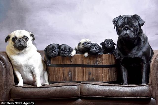 Новонароджені мопси стали героями зворушливої фотосесії- фото 258720