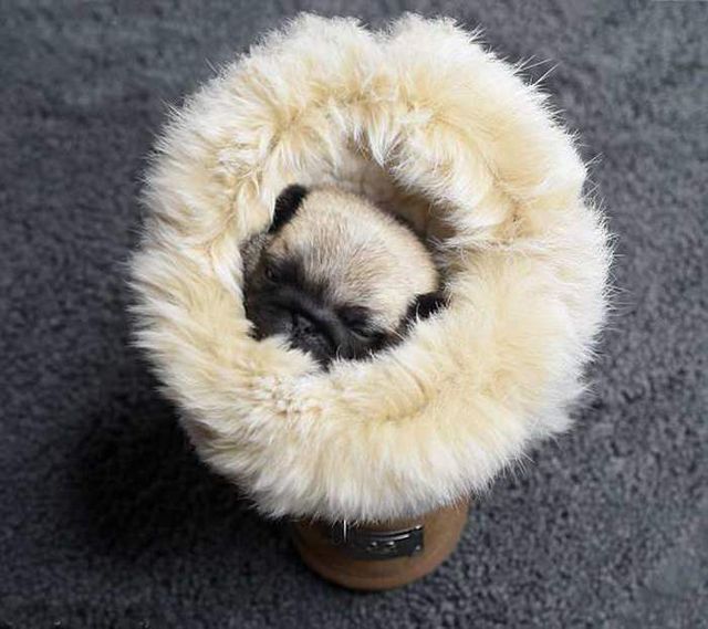 Новонароджені мопси стали героями зворушливої фотосесії- фото 258718