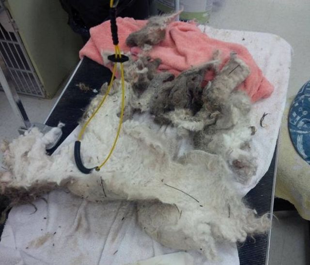 Цього песика не впізнати! Приклад того, на що здатні любов і турбота- фото 257446