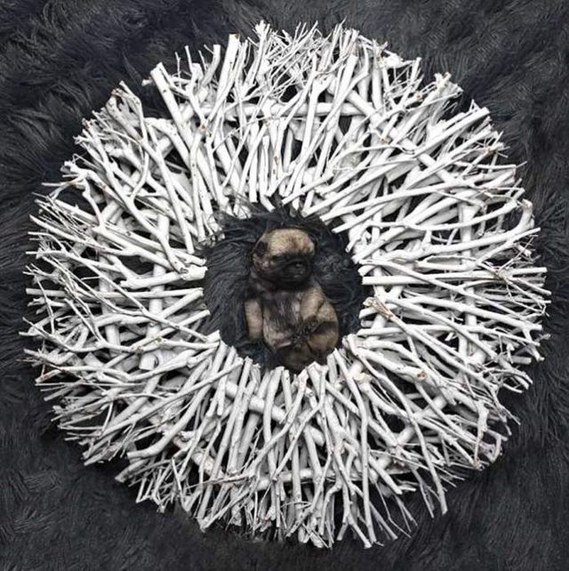 Новонароджені мопси стали героями зворушливої фотосесії- фото 258719