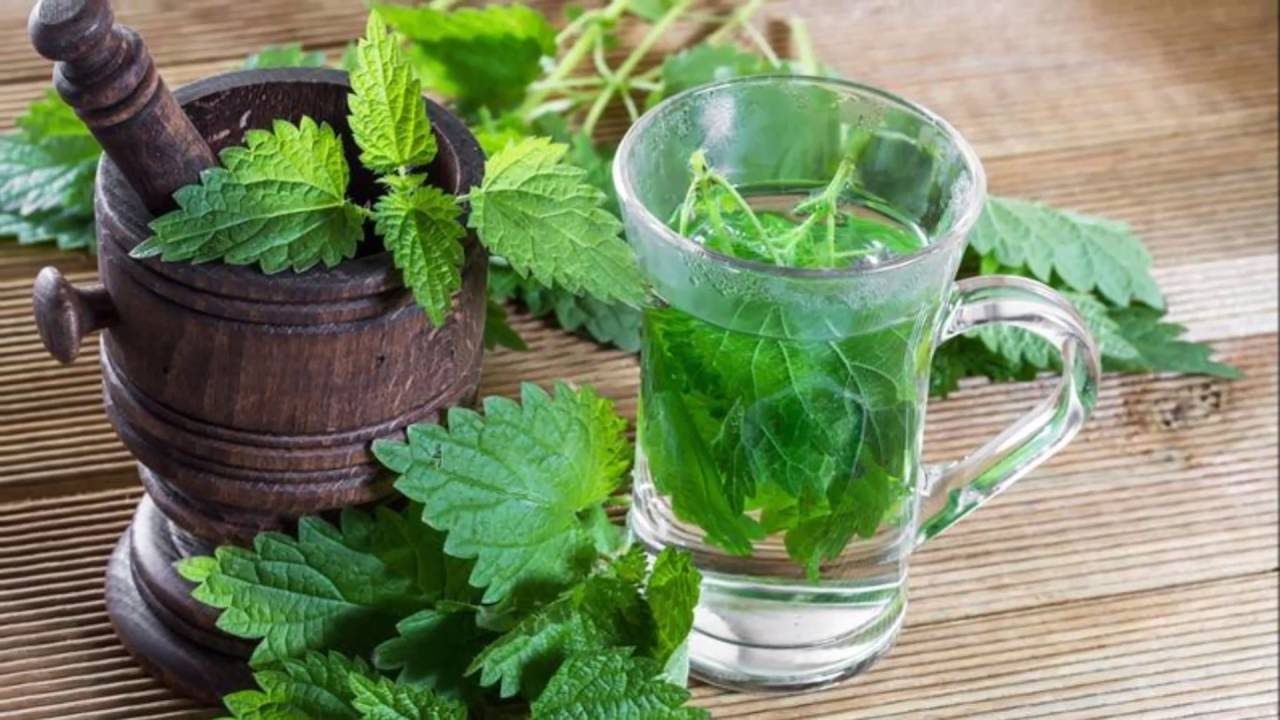 У свіжому листі кропиви корисних речовин більше, ніж в сушеному - фото 1