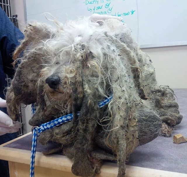 Цього песика не впізнати! Приклад того, на що здатні любов і турбота- фото 257448