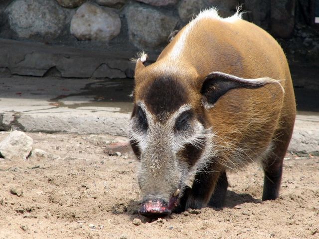Данія відгородиться від Німеччини парканом: і ось чому- фото 253001