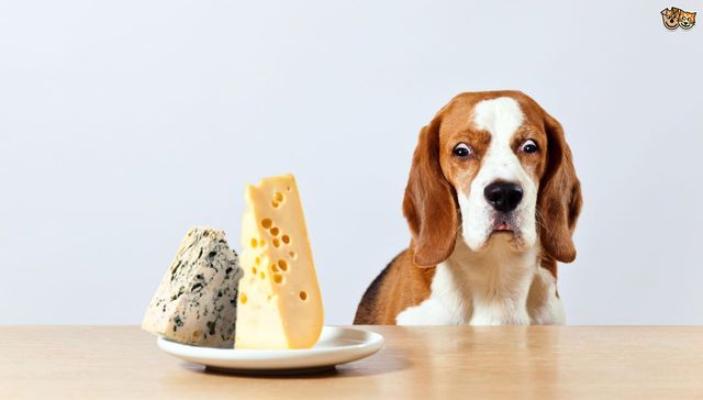 Цей погляд: тварини і їжа, від яких важко втримати сміх - фото 259193