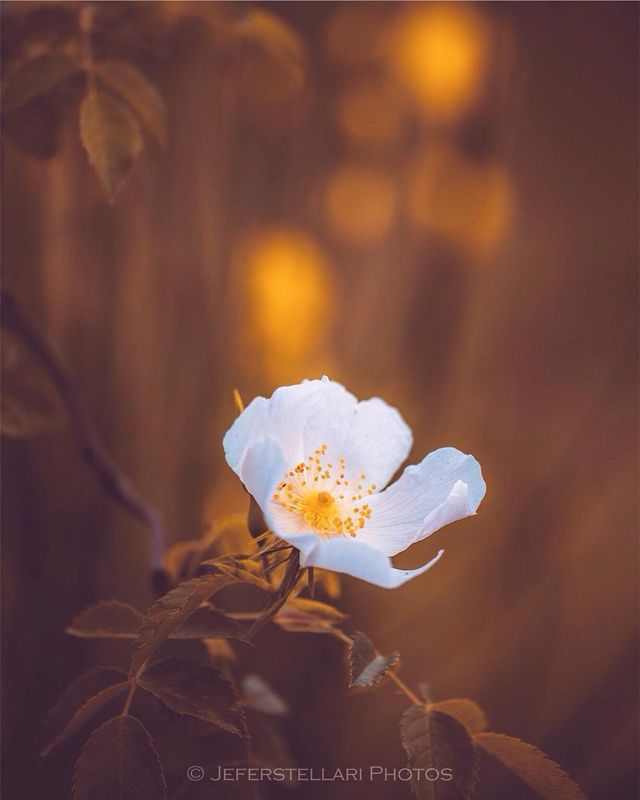 Чарівна природа з незвичайних ракурсів: атмосферні фото - фото 257115