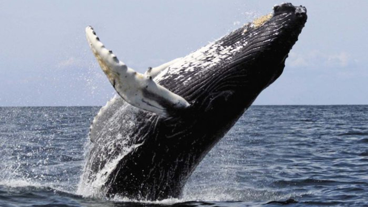 У Червоному морі вперше за історію спостережень помітили синього кита - фото 1