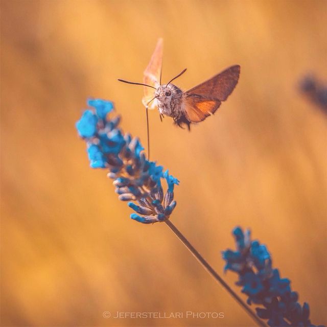 Чарівна природа з незвичайних ракурсів: атмосферні фото - фото 257110