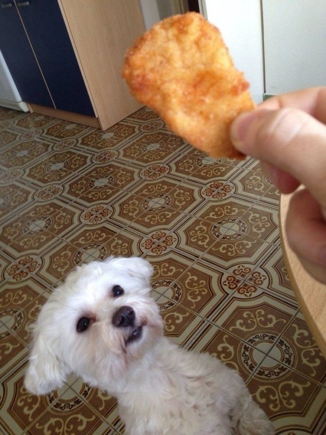 Цей погляд: тварини і їжа, від яких важко втримати сміх - фото 259196