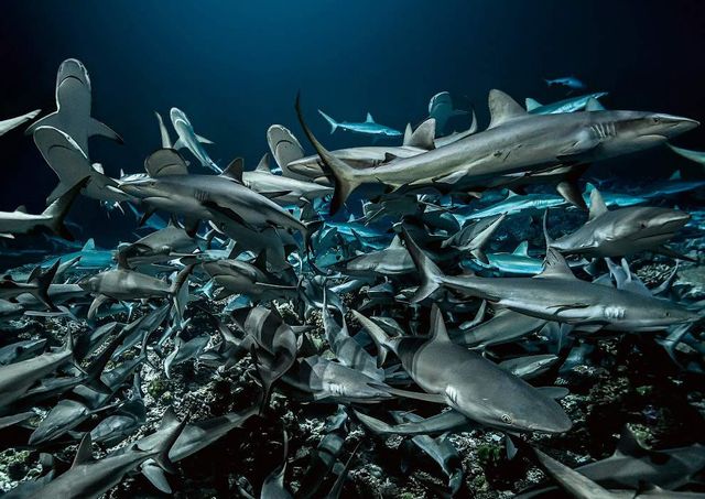 Як полюю сірі акули - фото 254063