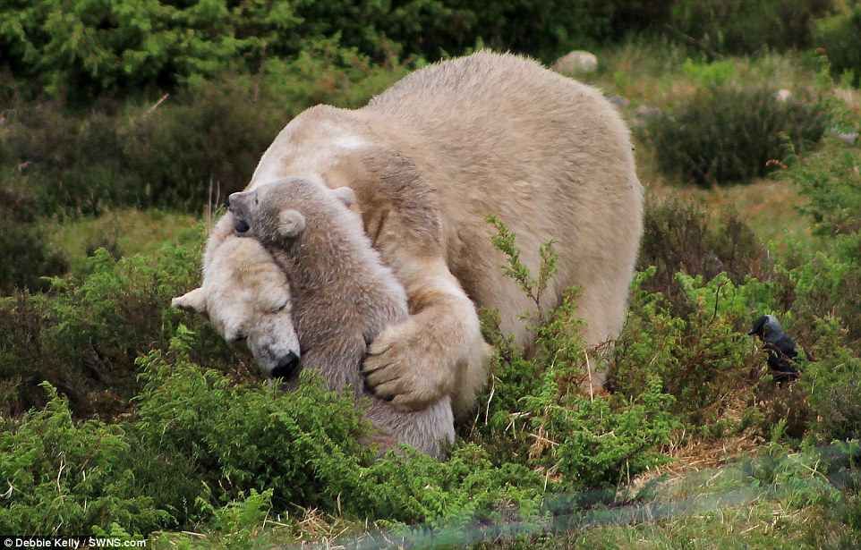 Допитливе ведмежа стало "жертвою" конуса: кумедні фото