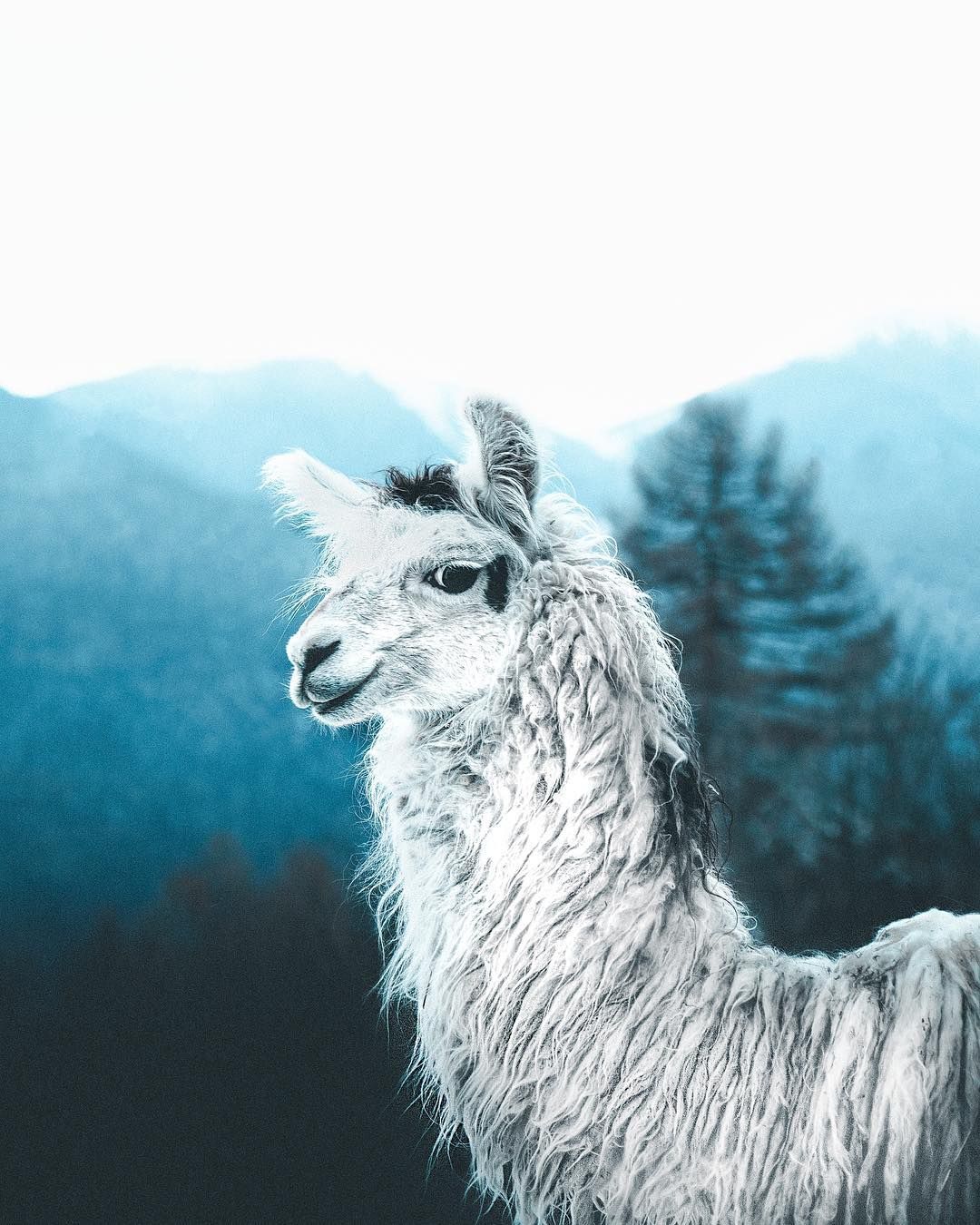 Вражаючі знімки тварин від фотографа-самоучки