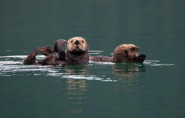 Дика природа Аляски у чаруючих знімках - фото 252962