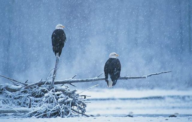 Дика природа Аляски у чаруючих знімках - фото 252966