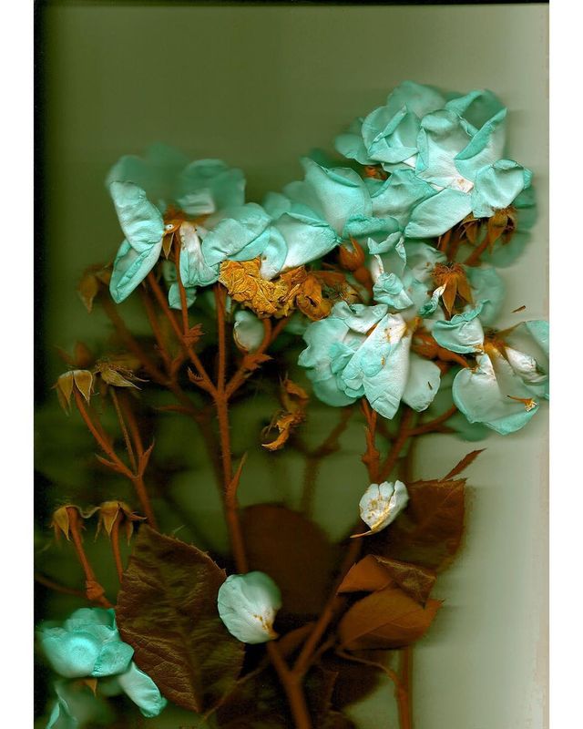 Талановита фотограф показує світ у неймовірних кольорах - фото 258334