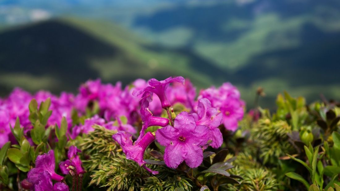 У Карпатах буйно зацвіла червона рута