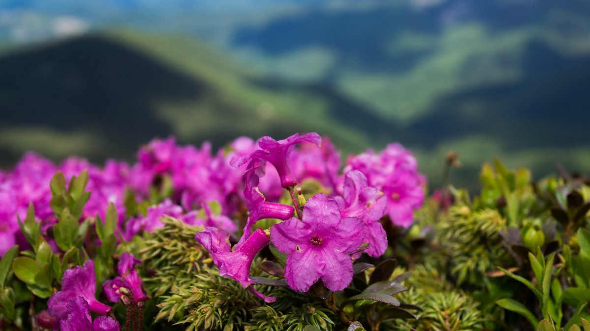 Наукова назва квітів – Rhododendron - фото 1