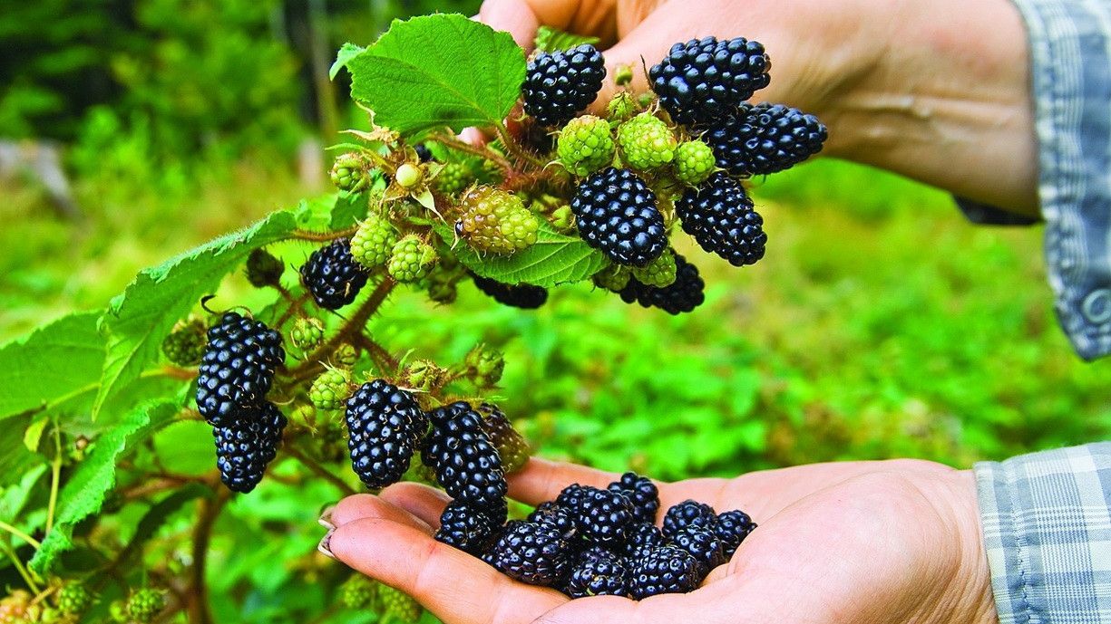 В одній чашці свіжих ягід ожини міститься 30,2 міліграма вітаміну C - фото 1