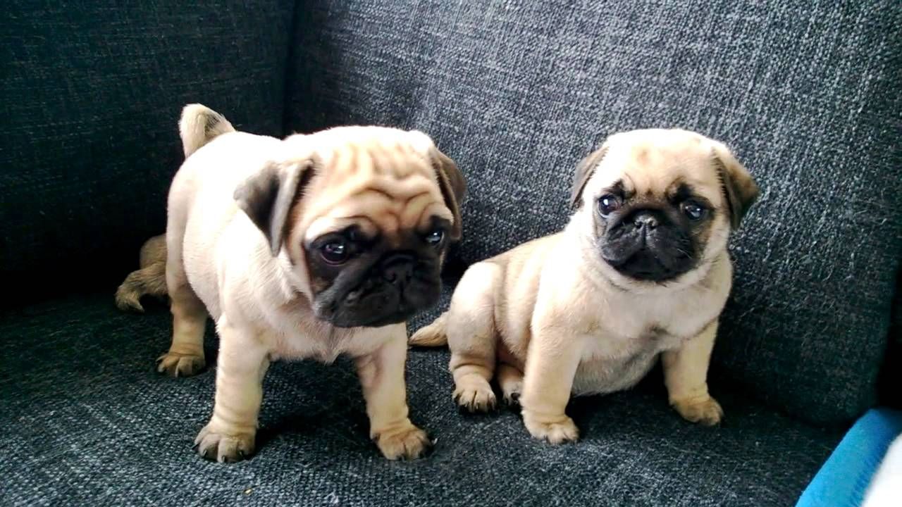 Новонароджені мопси стали героями зворушливої фотосесії