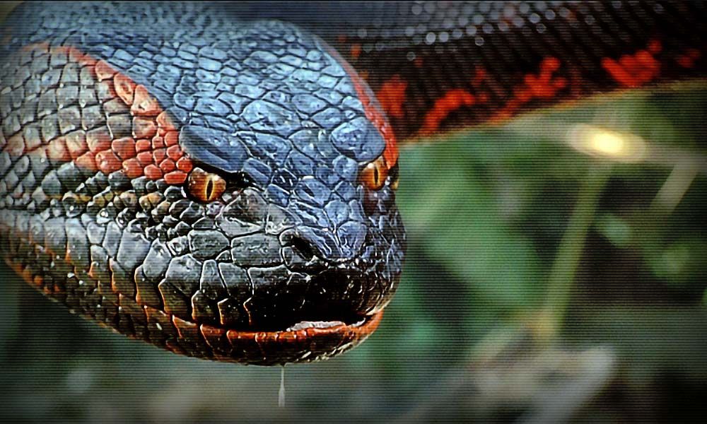 У Бразилії анаконда перекрила трасу: відеофакт