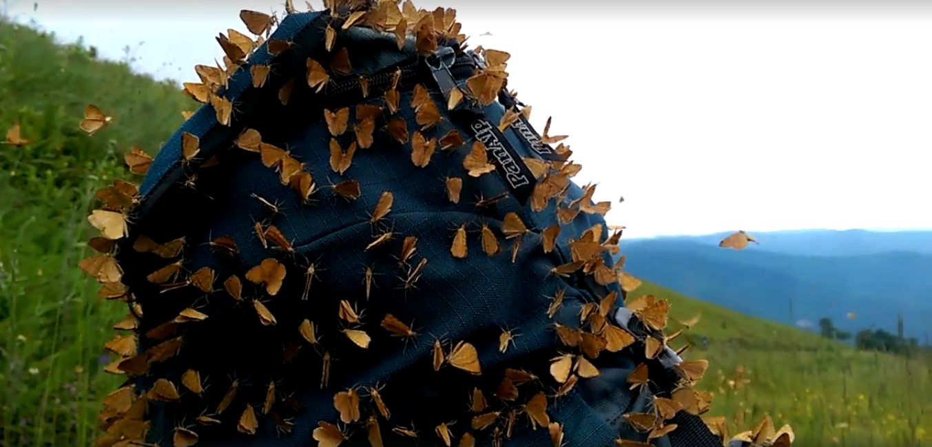 Чоловіка у Карпатах "атакували" метелики - фото 1